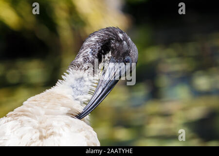 Schwarze und Weiße Australier White Ibis Nahaufnahme Kopf geschossen Stockfoto