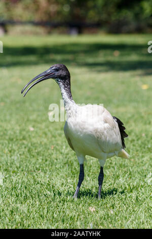 Schwarze und Weiße Australier White Ibis große Planschbecken Vogel Stockfoto