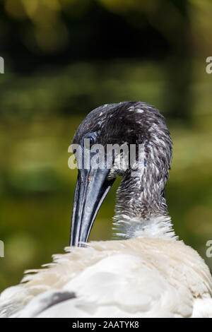 Schwarze und Weiße Australier White Ibis Nahaufnahme Kopf geschossen Stockfoto