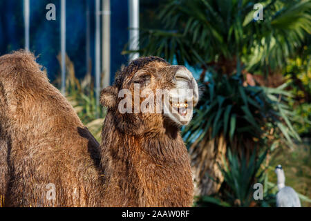 Nahaufnahme einer glücklichen Braun Camel Stockfoto