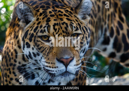 Nahaufnahme Kopf Geschossen eines Leopard Stockfoto