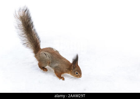 Kleine rote Eichhörnchen sucht nach Essen in Winter Park Stockfoto