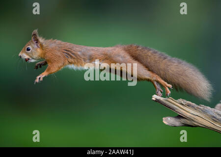 Springen Eichhörnchen carrrying Haselnuss im Mund Stockfoto