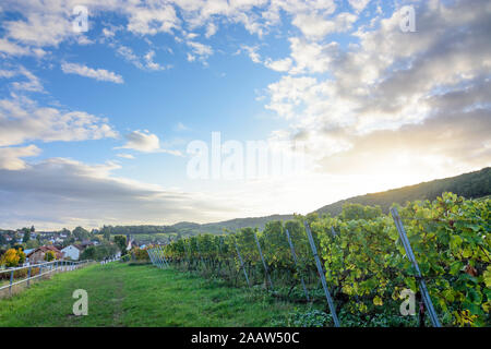 Pleisweiler-Oberhofen: Weinberg in Weinstraße, Deutsche Weinstraße, Rheinland-Pfalz, Rheinland-Pfalz, Deutschland Stockfoto