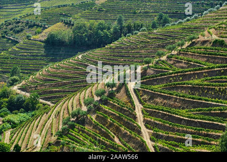 Portugal, Douro, Douro Tal, Luftaufnahme von Weinbergen auf einem Hügel