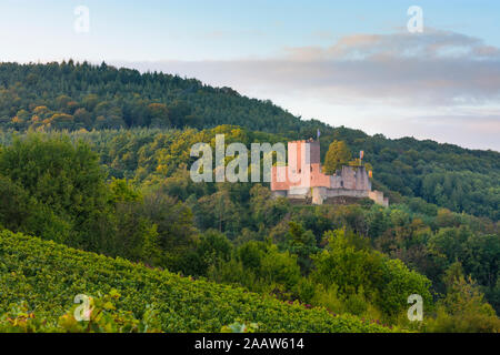 Schloss Landeck, klingenmünster: Weinberg in Weinstraße, Deutsche Weinstraße, Rheinland-Pfalz, Rheinland-Pfalz, Deutschland Stockfoto