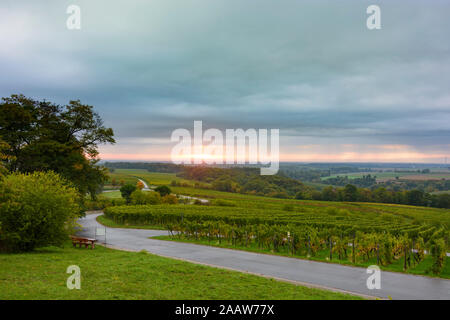 Gleiszellen-Gleishorbach: Weinberg, Blick zum Rheintal in Weinstraße, Deutsche Weinstraße, Rheinland-Pfalz, Rheinland-Pfalz, Deutschland Stockfoto