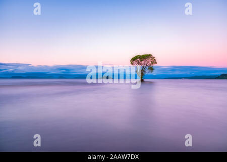 Baum im Lake Taupo am Abend, Südinsel, Neuseeland Stockfoto