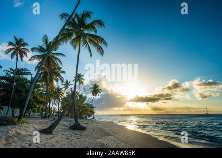 Malerischer Blick auf Palmen am Pigeon Point Strand wächst gegen den blauen Himmel bei Sonnenuntergang, Trinidad und Tobago, Karibik Stockfoto