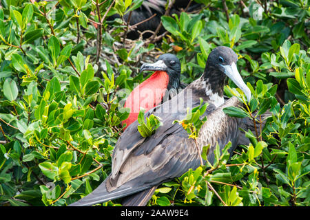 Close-up von Fregatten auf Baum auf Barbuda, Karibik Stockfoto