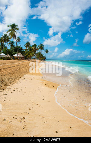 Malerischer Blick auf Palmen am Pigeon Point Strand gegen Himmel, Trinidad und Tobago, Karibik Stockfoto
