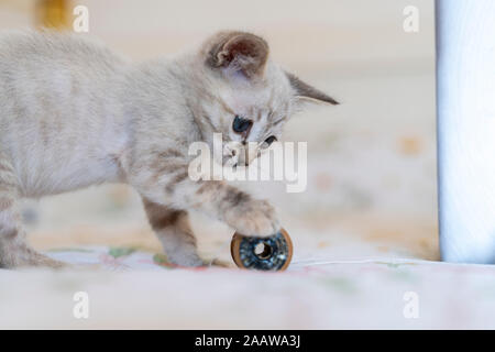 Close-up von niedlichen Kätzchen spielen mit Spielzeug auf Bett zu Hause Stockfoto