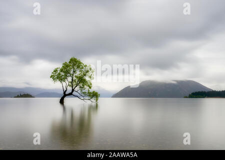 Einsamer Baum von Lake Wanaka gegen bewölkter Himmel, Südinsel, Neuseeland Stockfoto