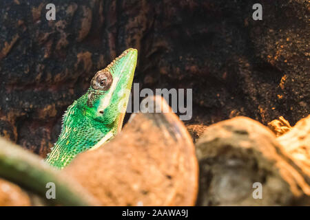 Kopf einer Grüner Leguan suchen Stockfoto