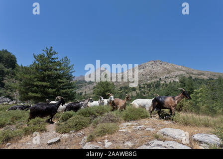 Wilde Ziegen auf den Berg gegen den klaren, blauen Himmel in Korsika, Frankreich Stockfoto