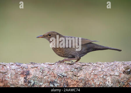 Nahaufnahme der Amsel auf Baumstamm Stockfoto