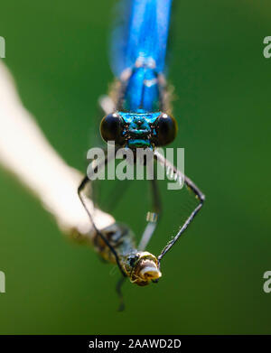 Portrait von blue-winged Demoiselle auf Zweig, Bayern, Deutschland Stockfoto