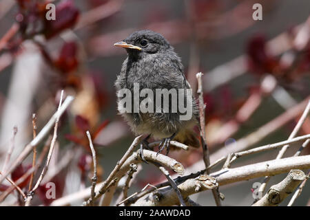 Ein kleiner Vogel sitzt auf einem Ast beim Warten auf den nächsten Wurm zu fangen. Die in der Wärme der Sonnenstrahlen nach einem langen Winter. Stockfoto