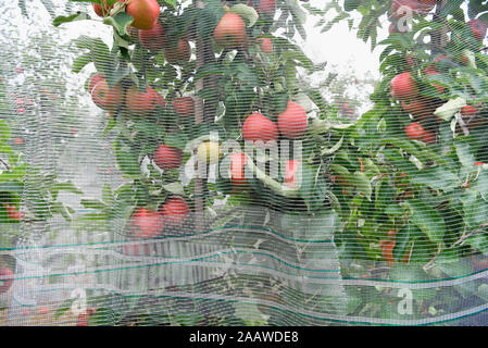 Apfelbäume auf einer Obstplantage, Hagel schutz Netze Stockfoto