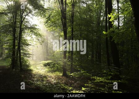 Eichen beleuchtet von der aufgehenden Sonne im Frühjahr Wald auf einem nebligen, sonniges Wetter. Stockfoto