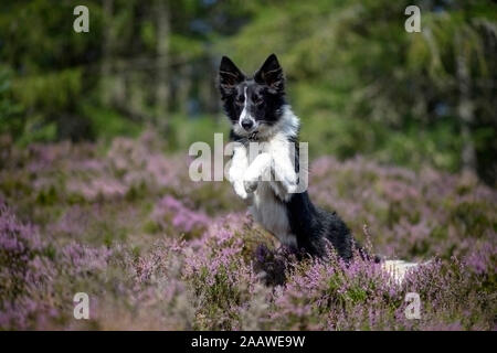 Springen Border Collie in blühenden Heidekraut Stockfoto