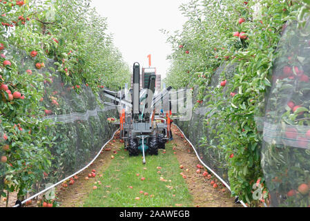 Apple Ernte auf einer Plantage, Harvester für Automatisierung Stockfoto