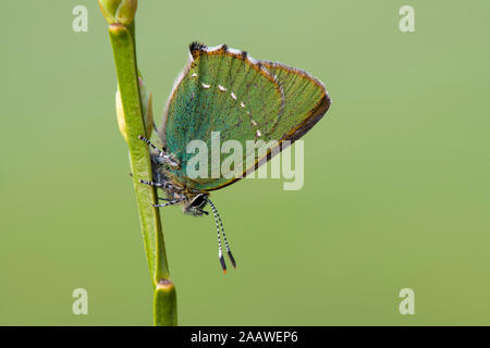 In der Nähe von Green hairstreak Schmetterling auf Anlage Stockfoto