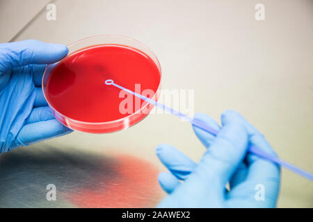 Erntegut Hände in Handschuhen, Proben auf der Petrischale während in der mikrobiologe Labor Stockfoto