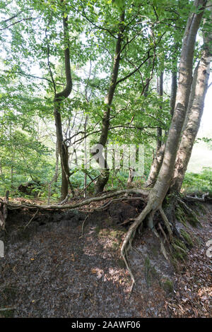 Einen malerischen Blick auf die Bäume im Darßer Wald wächst, Deutschland Stockfoto