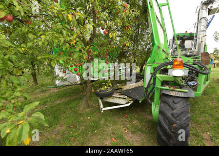 Apple Ernte auf einer Plantage, Harvester für Automatisierung Stockfoto
