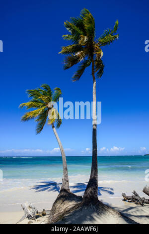 Palmen am Strand gegen den blauen Himmel während der sonnigen Tag, Playa Grande, Dominikanische Republik Stockfoto