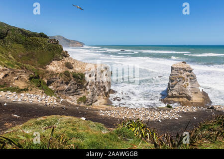 Booby flogen über das Meer gegen den klaren blauen Himmel während der sonnigen Tag in Auckland, Neuseeland Stockfoto