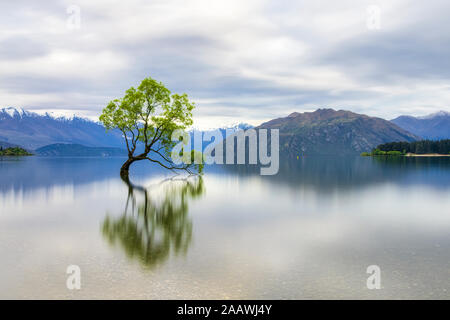 Einsamer Baum von Lake Wanaka gegen bewölkter Himmel, Südinsel, Neuseeland Stockfoto