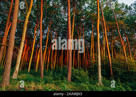 Low Angle View von Bäumen im Wald in Polen wächst Stockfoto