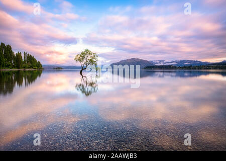 Einsamer Baum von Lake Wanaka gegen bewölkter Himmel bei Sonnenuntergang, Neuseeland Stockfoto