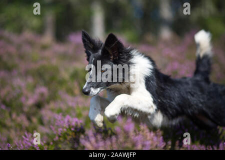 Springen Border Collie in blühenden Heidekraut Stockfoto