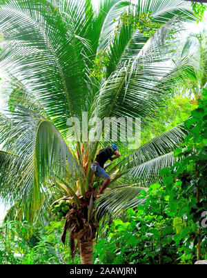 Kokosnüsse von einer Palme in Kamala Phuket Thailand Asien gesammelt werden Stockfoto