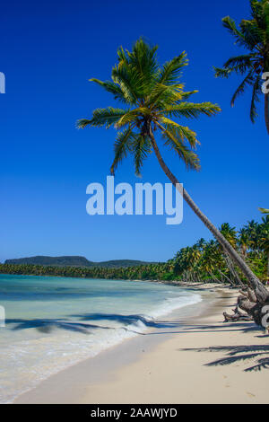 Palmen am Strand gegen den blauen Himmel während der sonnigen Tag an der Playa Grande, Dominikanische Republik Stockfoto