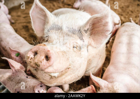 Hohen Winkel Nahaufnahmen der Schweine im Schweinestall Stockfoto