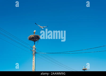 Low Angle View der Vögel über Nester auf Strommasten gegen den klaren blauen Himmel, Polen Stockfoto