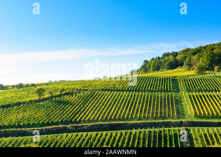 Birkweiler: Weinberg in Weinstraße, Deutsche Weinstraße, Rheinland-Pfalz, Rheinland-Pfalz, Deutschland Stockfoto