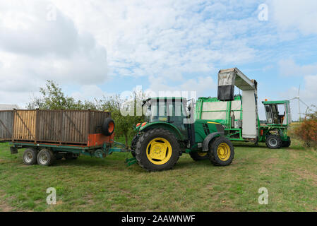 Apple Ernte auf einer Plantage, Harvester für Automatisierung Stockfoto