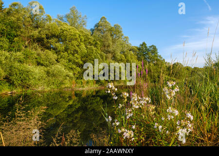 Bäume und Pflanzen wachsen an der Seite Arm der Isar, Naturschutzgebiet Isarauen in der Nähe von Geretsried, Bayern, Deutschland Stockfoto