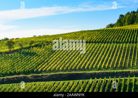 Birkweiler: Weinberg in Weinstraße, Deutsche Weinstraße, Rheinland-Pfalz, Rheinland-Pfalz, Deutschland Stockfoto