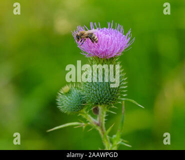 Nahaufnahme der Honigbiene bestäubt auf gemeinsame Thistle, Bayern, Deutschland Stockfoto