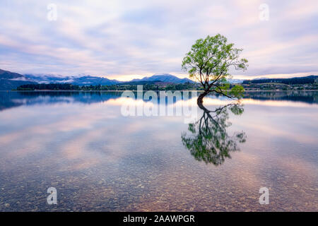 Einsamer Baum von Lake Wanaka gegen Himmel bei Sonnenuntergang an der South Island, Neuseeland Stockfoto