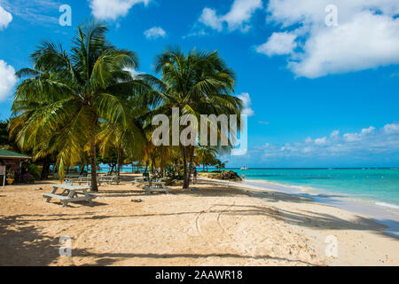 Malerischer Blick auf Palmen am Pigeon Point Strand, Tobago, Karibik Stockfoto