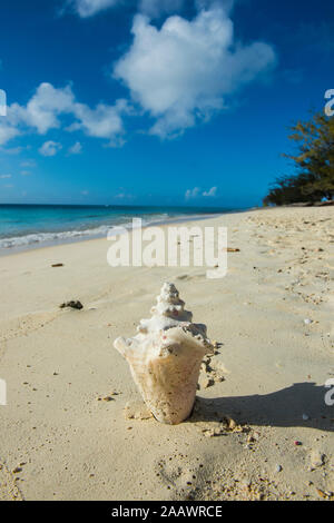 Shell auf Norman Saunders beach gegen den blauen Himmel, Grand Turk, Turks- und Caicosinseln Stockfoto