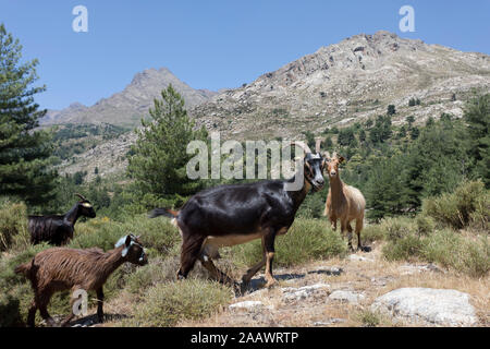 Wilde Ziegen auf dem Berg auf Korsika, Frankreich Stockfoto