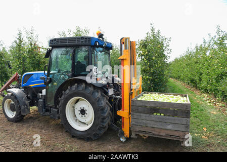 Traktor mit Boxen der geernteten Äpfel auf einer Obstplantage Stockfoto